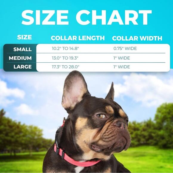 Blazin Reflective Small Dog Collar- Brilliant Blue - Picture 3 of 6